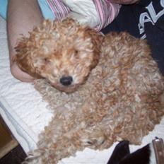 Mellempuddel mini max , (lille My)