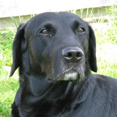 Labrador retriever Chester