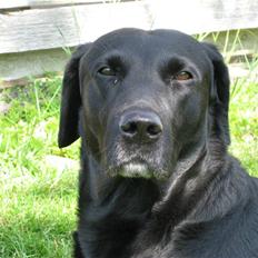 Labrador retriever Chester