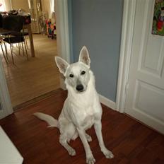 Hvid Schweizisk Hyrdehund Blanco RIP