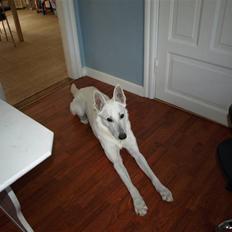 Hvid Schweizisk Hyrdehund Blanco RIP