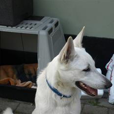 Hvid Schweizisk Hyrdehund Blanco RIP