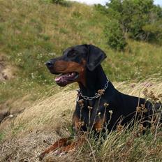 Dobermann GOF Charming Chianti