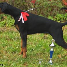 Dobermann GOF Charming Chianti