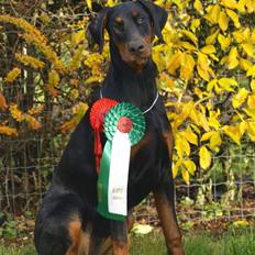 Dobermann GOF Charming Chianti