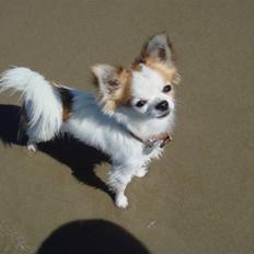 Chihuahua Ipso - 06.10.