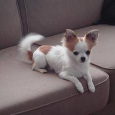 Chihuahua Ipso - 06.10.