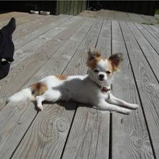 Chihuahua Ipso - 06.10.