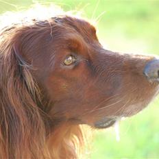 Irsk setter Sonny (Batman)