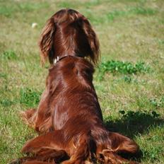 Irsk setter Sonny (Batman)