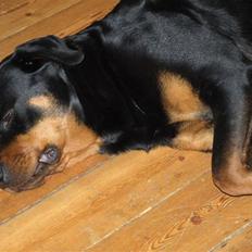 Rottweiler Ilse