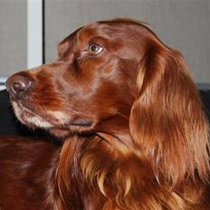 Irsk setter Sonny (Batman)