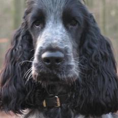 Cocker spaniel Basil