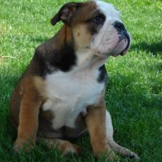 Engelsk bulldog Viola