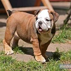 Engelsk bulldog Viola