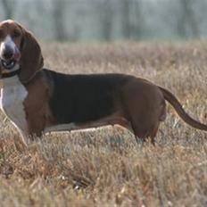 Basset artésien normand Bessie de Berénice