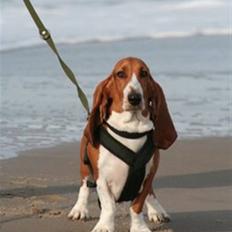 Basset artésien normand Bessie de Berénice