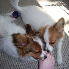 Papillon Westerbo´Anton