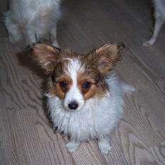 Papillon Westerbo´Anton