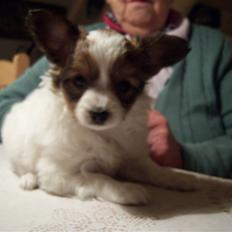 Papillon Westerbo´Anton