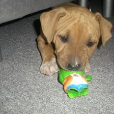 Amerikansk staffordshire terrier Armani  *Solgt*