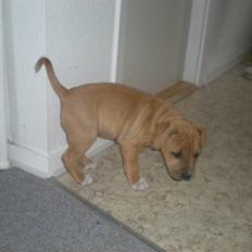 Amerikansk staffordshire terrier Armani  *Solgt*