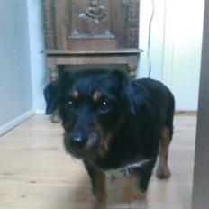 Blanding af racer Molly