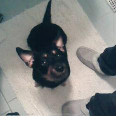 Blanding af racer Molly