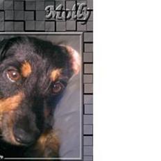 Blanding af racer Molly