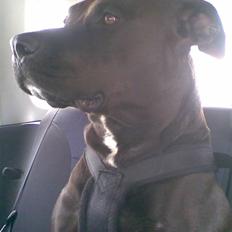 Amerikansk staffordshire terrier Hustler 