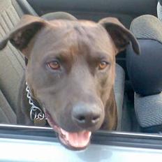 Amerikansk staffordshire terrier Hustler 