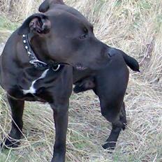 Amerikansk staffordshire terrier Hustler 