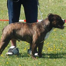 Olde english bulldogge Rady