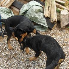 Blanding af racer max