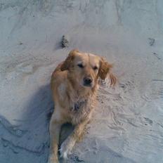 Golden retriever Alu