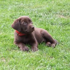 Labrador retriever BOUNTY
