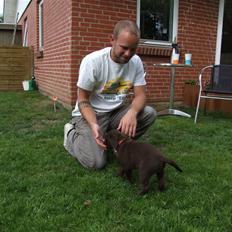 Labrador retriever BOUNTY