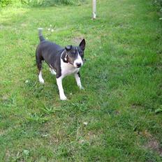 Bullterrier Ulf