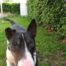 Bullterrier Ulf