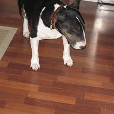 Bullterrier Ulf