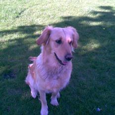 Golden retriever Alu