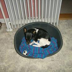 Dansk svensk gaardhund Kira <3 