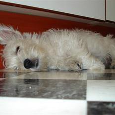 West highland white terrier Rocky