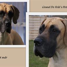 Grand danois Grand de feld´s Petit 