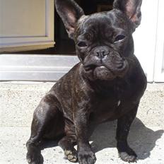 Fransk bulldog Flora