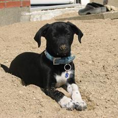 Blanding af racer Sulu Spot