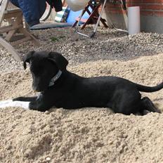 Blanding af racer Sulu Spot