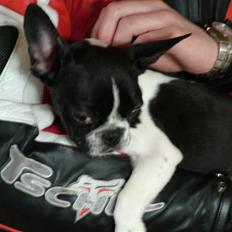 Fransk bulldog Cosmo