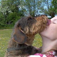 Gravhund Freja R.I.P