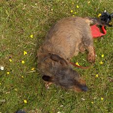 Gravhund Freja R.I.P